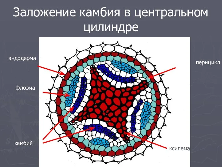 Заложение камбия в центральном цилиндре эндодерма перицикл флоэма ксилема камбий