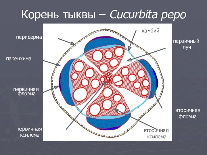 Корень тыквы – Cucurbita pepo перидерма паренхима первичная флоэма первичная ксилема вторичная ксилема