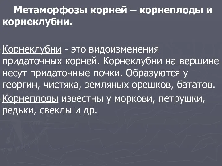 Метаморфозы корней – корнеплоды и корнеклубни. Корнеклубни - это видоизменения придаточных корней. Корнеклубни