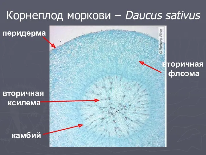 Корнеплод моркови – Daucus sativus камбий вторичная ксилема перидерма вторичная флоэма