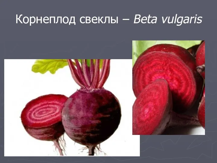 Корнеплод свеклы – Beta vulgaris