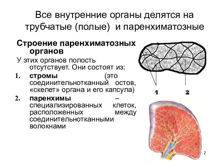 Все внутренние органы делятся на трубчатые (полые) и паренхиматозные Строение паренхиматозных органов У