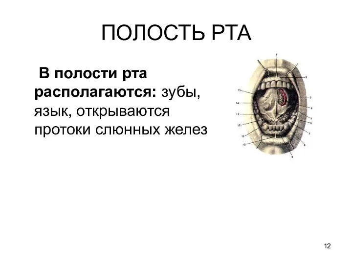 ПОЛОСТЬ РТА В полости рта располагаются: зубы, язык, открываются протоки слюнных желез