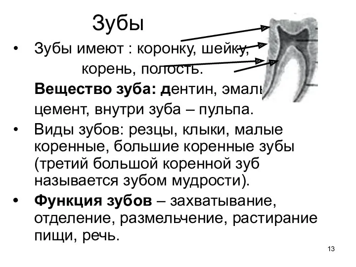 Зубы Зубы имеют : коронку, шейку, корень, полость. Вещество зуба: дентин, эмаль, цемент,