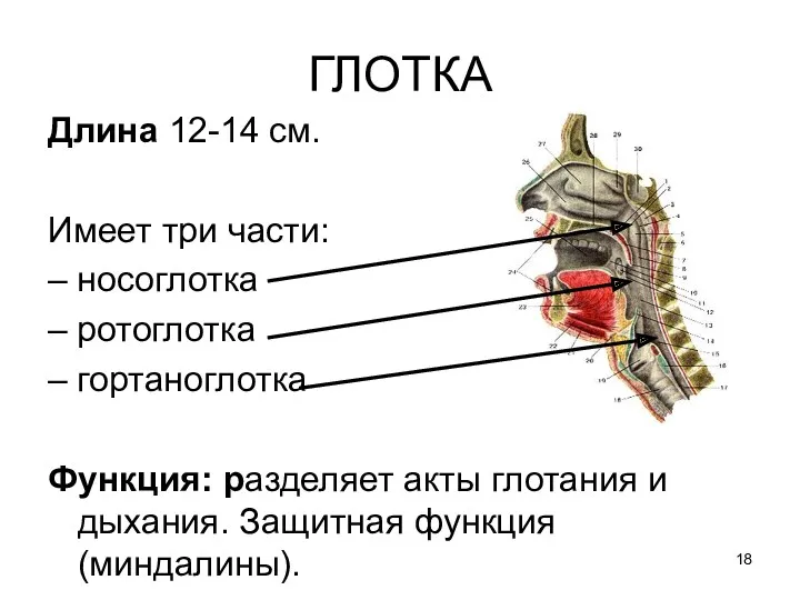 ГЛОТКА Длина 12-14 см. Имеет три части: – носоглотка – ротоглотка – гортаноглотка