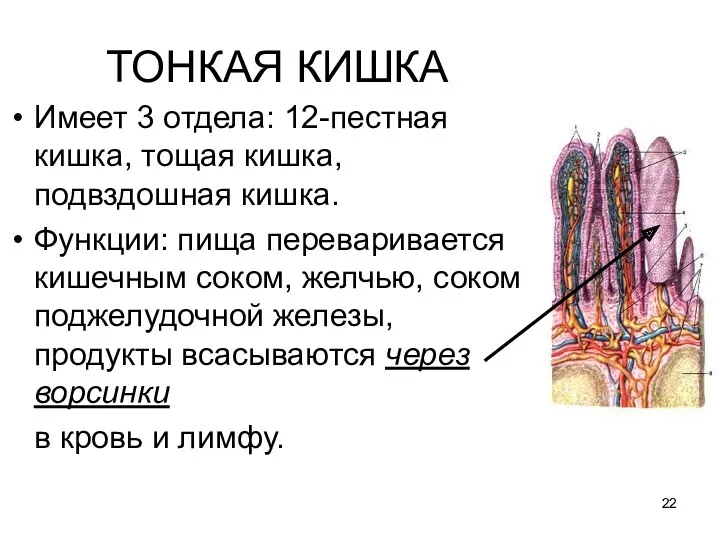 ТОНКАЯ КИШКА Имеет 3 отдела: 12-пестная кишка, тощая кишка, подвздошная кишка. Функции: пища