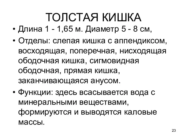 ТОЛСТАЯ КИШКА Длина 1 - 1,65 м. Диаметр 5 - 8 см, Отделы: