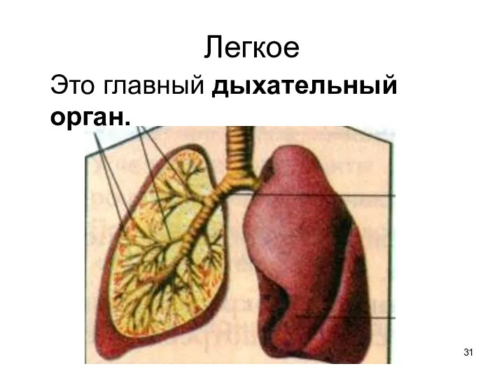 Легкое Это главный дыхательный орган.
