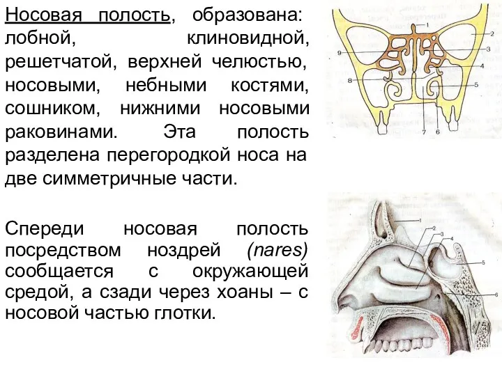 Носовая полость, образована: лобной, клиновидной, решетчатой, верхней челюстью, носовыми, небными костями, сошником, нижними