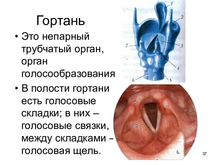 Гортань Это непарный трубчатый орган, орган голосообразования В полости гортани есть голосовые складки;
