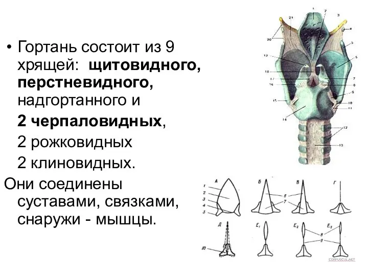 Гортань состоит из 9 хрящей: щитовидного, перстневидного, надгортанного и 2 черпаловидных, 2 рожковидных