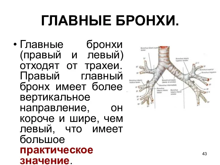 ГЛАВНЫЕ БРОНХИ. Главные бронхи (правый и левый) отходят от трахеи. Правый главный бронх