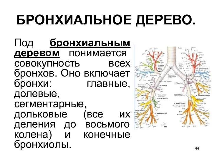 БРОНХИАЛЬНОЕ ДЕРЕВО. Под бронхиальным деревом понимается совокупность всех бронхов. Оно включает бронхи: главные,