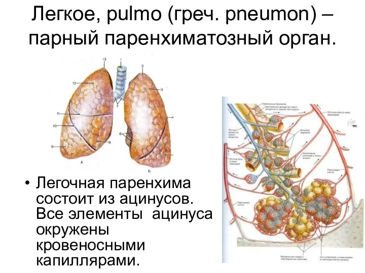 Легкое, pulmо (греч. рneumon) – парный паренхиматозный орган. Легочная паренхима состоит из ацинусов.