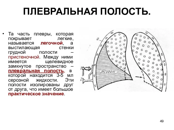 ПЛЕВРАЛЬНАЯ ПОЛОСТЬ. Та часть плевры, которая покрывает легкие, называется легочной, а выстилающая стенки