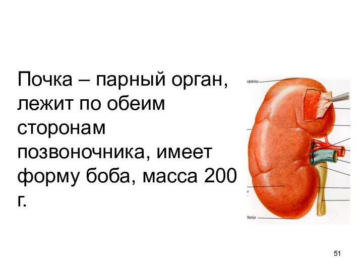Почка – парный орган, лежит по обеим сторонам позвоночника, имеет форму боба, масса 200 г.