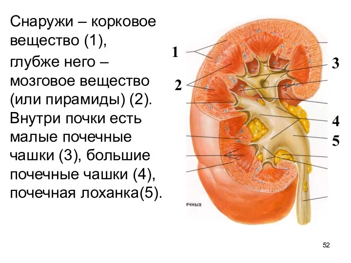 Снаружи – корковое вещество (1), глубже него – мозговое вещество (или пирамиды) (2).