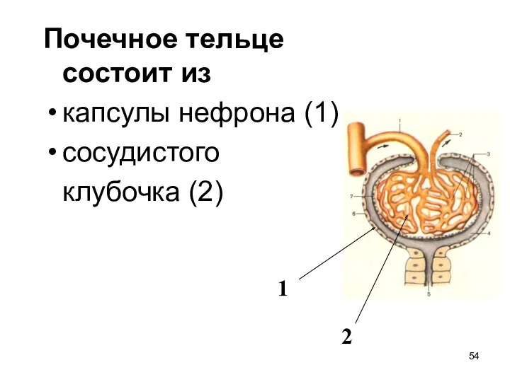 Почечное тельце состоит из капсулы нефрона (1) сосудистого клубочка (2) 1 2