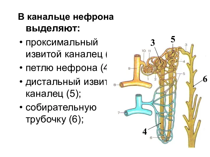 В канальце нефрона выделяют: проксимальный извитой каналец (3); петлю нефрона (4); дистальный извитой