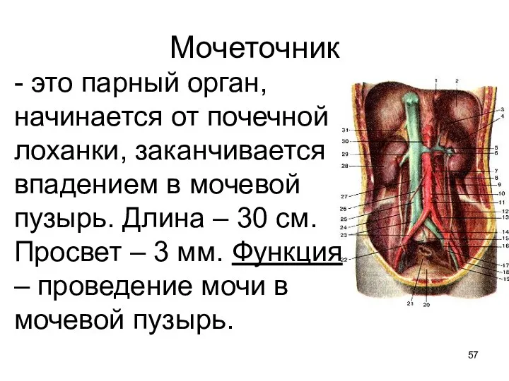 Мочеточник - это парный орган, начинается от почечной лоханки, заканчивается впадением в мочевой