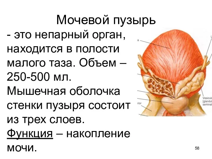 Мочевой пузырь - это непарный орган, находится в полости малого таза. Объем –