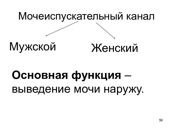 Мочеиспускательный канал Мужской Женский Основная функция – выведение мочи наружу.