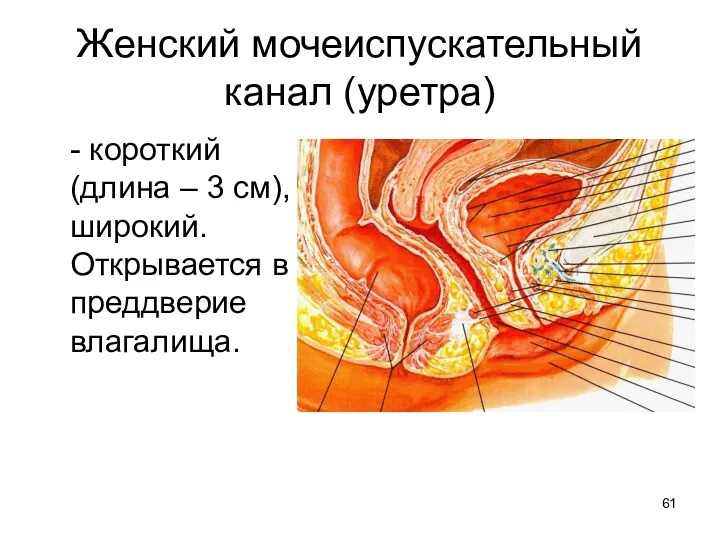 Женский мочеиспускательный канал (уретра) - короткий (длина – 3 см), широкий. Открывается в преддверие влагалища.