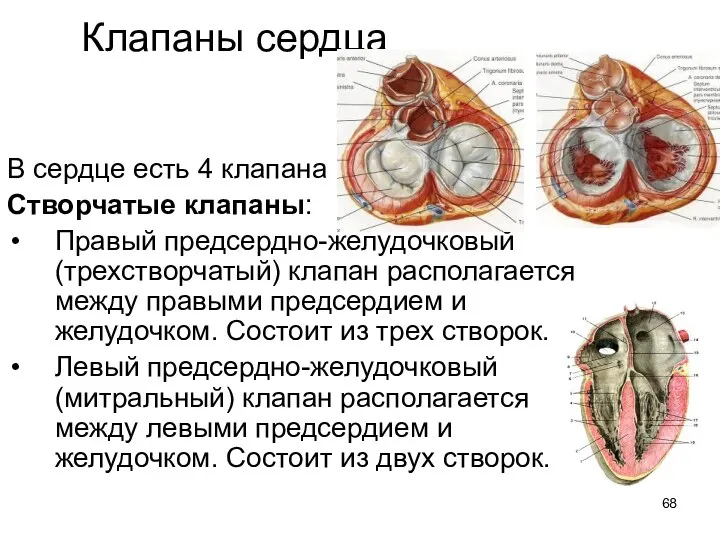 Клапаны сердца В сердце есть 4 клапана Створчатые клапаны: Правый предсердно-желудочковый (трехстворчатый) клапан