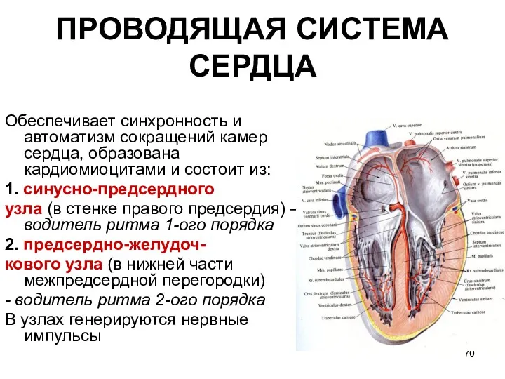 ПРОВОДЯЩАЯ СИСТЕМА СЕРДЦА Обеспечивает синхронность и автоматизм сокращений камер сердца, образована кардиомиоцитами и