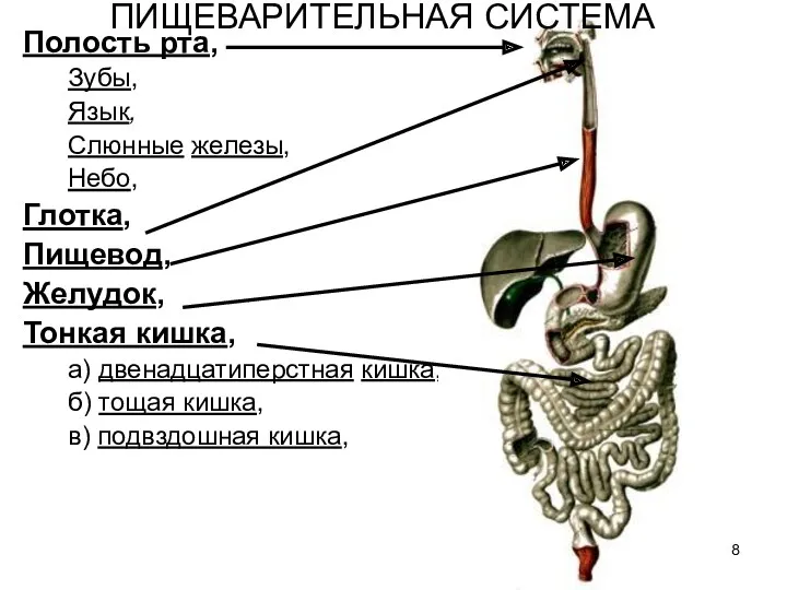 Полость рта, Зубы, Язык, Слюнные железы, Небо, Глотка, Пищевод, Желудок, Тонкая кишка, а)