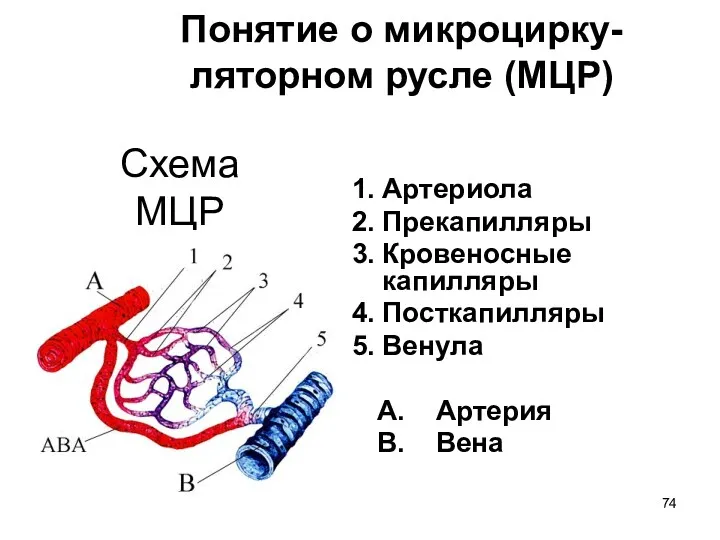 Схема МЦР Артериола Прекапилляры Кровеносные капилляры Посткапилляры Венула А. Артерия В. Вена Понятие