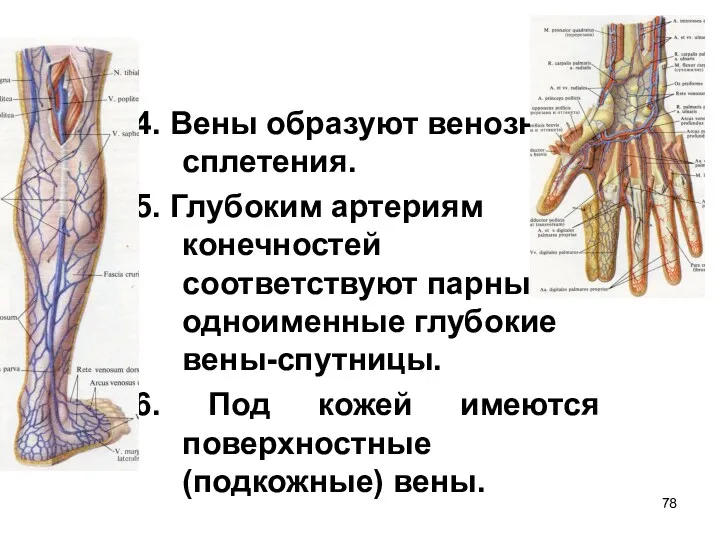 4. Вены образуют венозные сплетения. 5. Глубоким артериям конечностей соответствуют парные одноименные глубокие