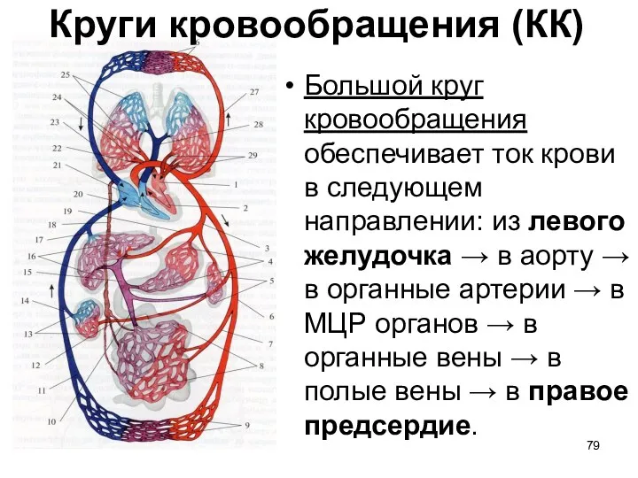 Большой круг кровообращения обеспечивает ток крови в следующем направлении: из левого желудочка →