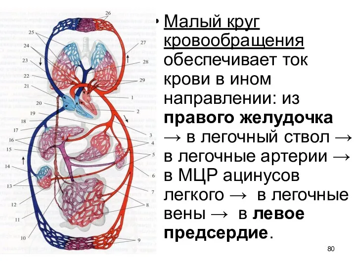 Малый круг кровообращения обеспечивает ток крови в ином направлении: из правого желудочка →