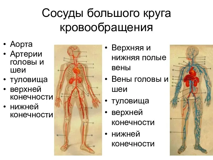 Сосуды большого круга кровообращения Аорта Артерии головы и шеи туловища верхней конечности нижней