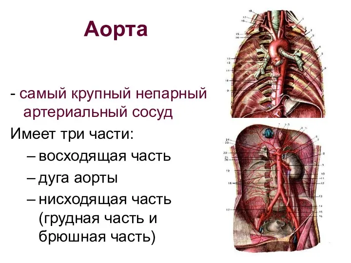 Аорта - самый крупный непарный артериальный сосуд Имеет три части: восходящая часть дуга