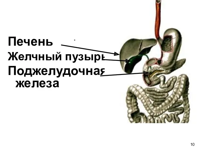 Печень Желчный пузырь Поджелудочная железа