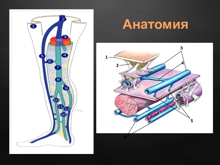 Анатомия