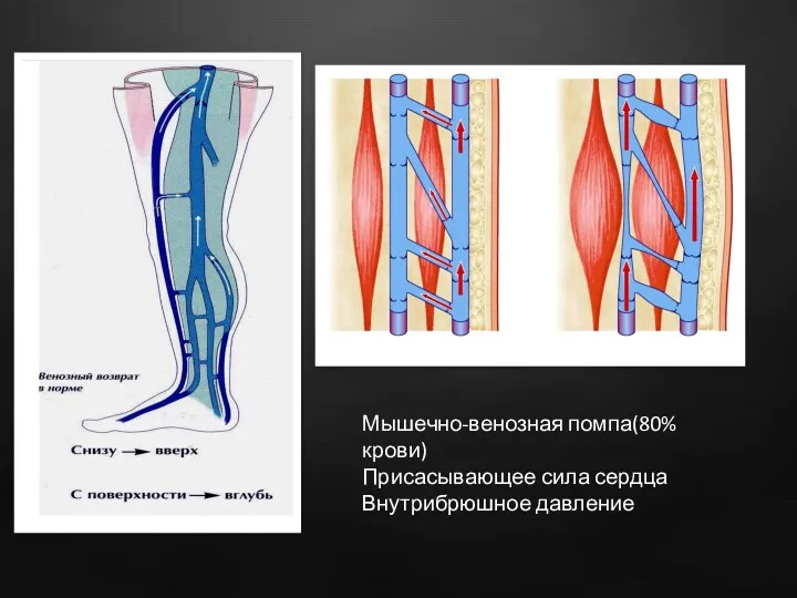 Мышечно-венозная помпа(80% крови) Присасывающее сила сердца Внутрибрюшное давление