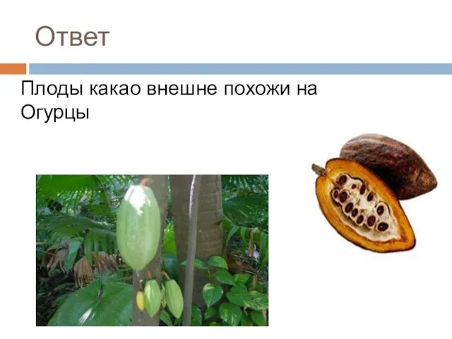 Ответ Плоды какао внешне похожи на Огурцы