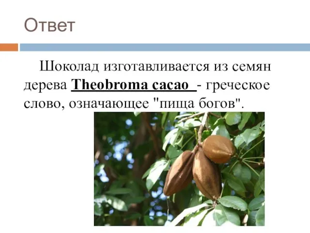 Ответ Шоколад изготавливается из семян дерева Theobroma cacao - греческое слово, означающее "пища богов".
