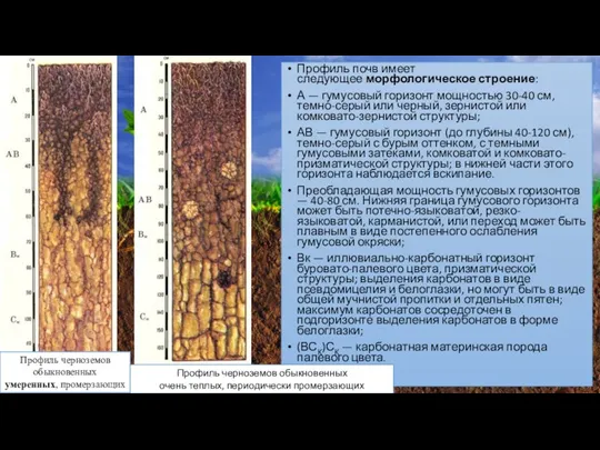 Профиль почв имеет следующее морфологическое строение: А — гумусовый горизонт