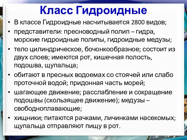 Класс Гидроидные В классе Гидроидные насчитывается 2800 видов; представители: пресноводный