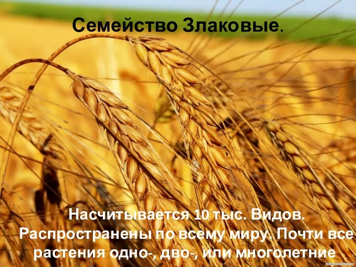 Семейство Злаковые. Насчитывается 10 тыс. Видов. Распространены по всему миру.