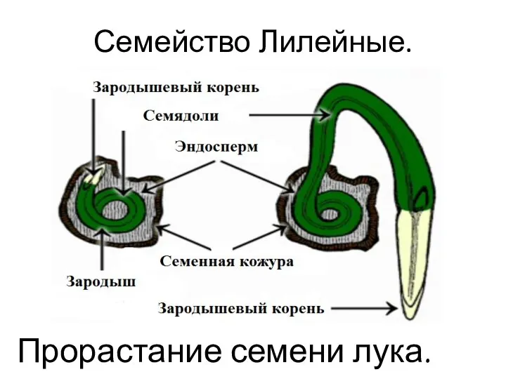 Семейство Лилейные. Прорастание семени лука.