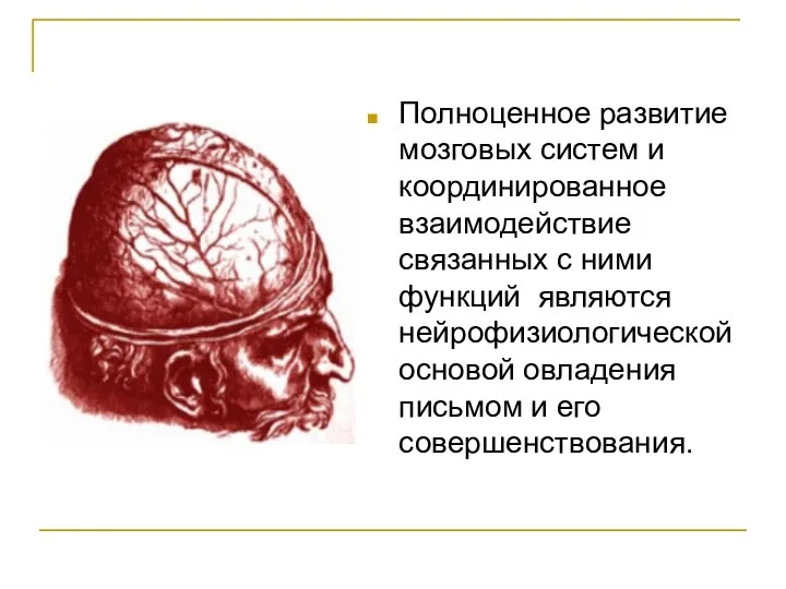 Полноценное развитие мозговых систем и координированное взаимодействие связанных с ними