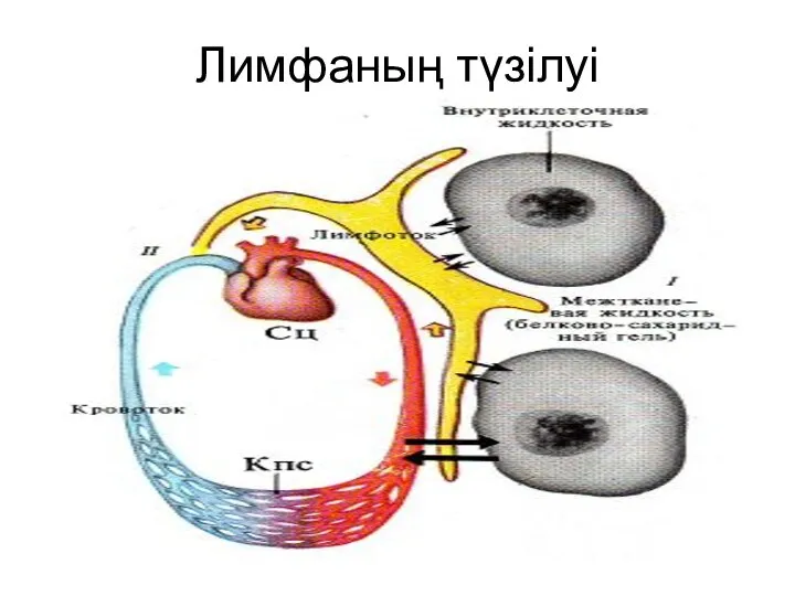 Лимфаның түзілуі