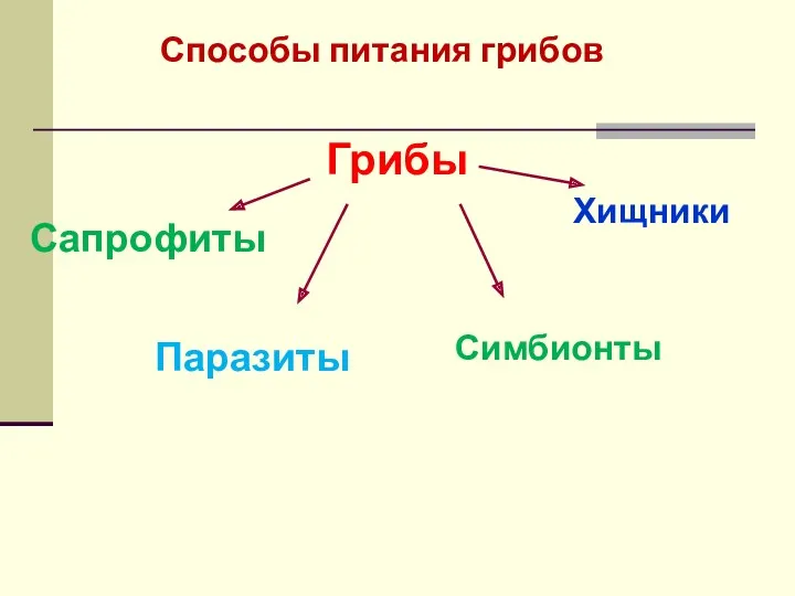 Способы питания грибов Грибы Сапрофиты Паразиты Симбионты Хищники