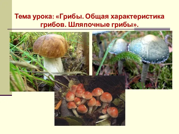 Тема урока: «Грибы. Общая характеристика грибов. Шляпочные грибы».