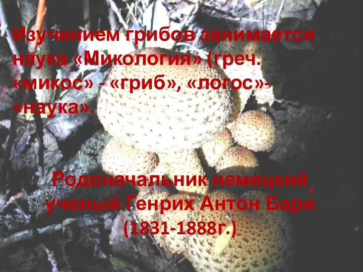 Изучением грибов занимается наука «Микология» (греч. «микос» - «гриб», «логос»-
